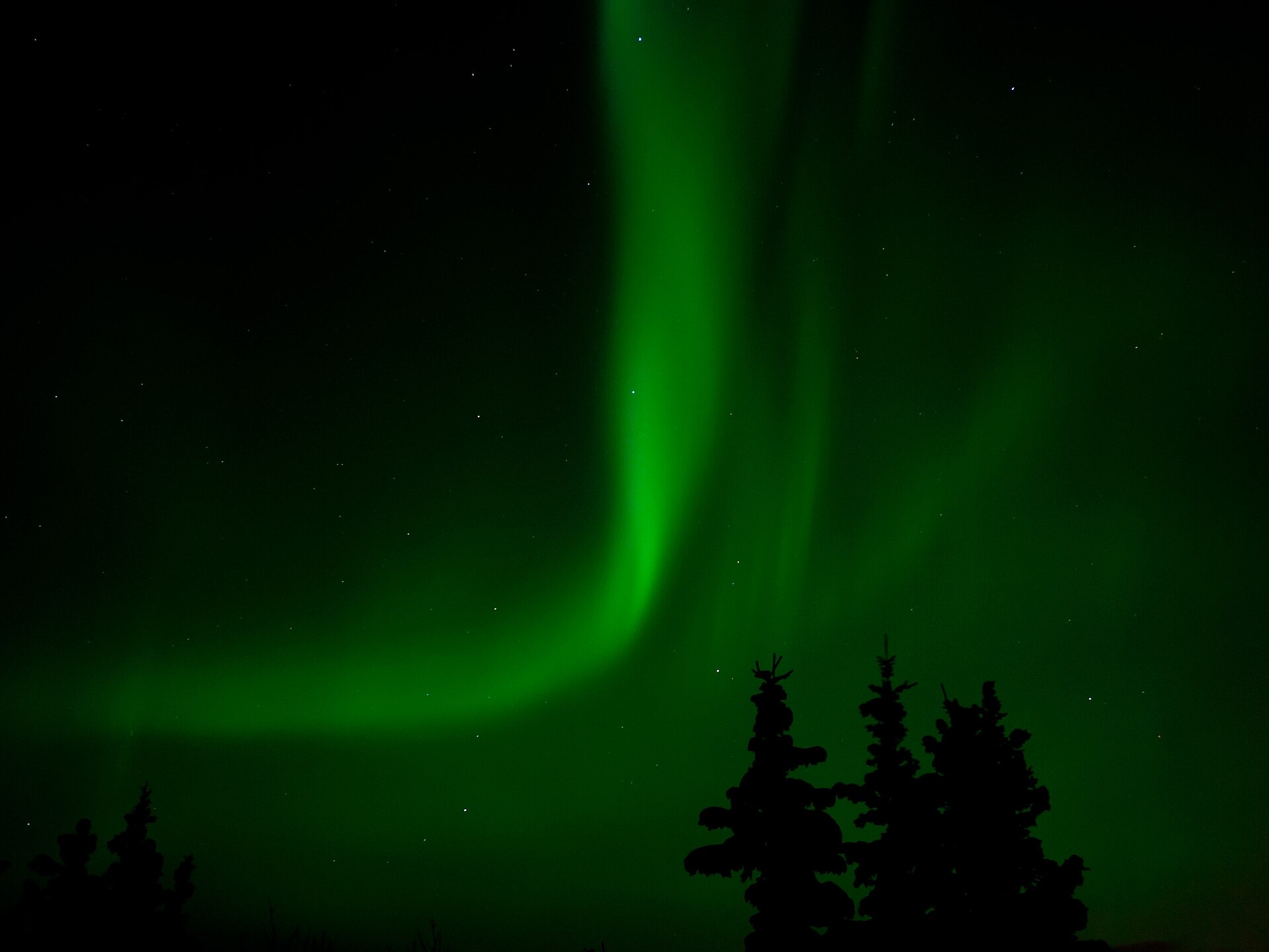 Green aurora borealis curtains over spruce trees near Whitehorse, Yukon