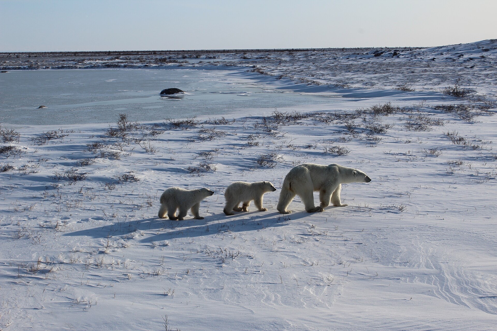 A mother polar bear and two cubs walking across the snow-covered tundra near Churchill, Manitoba